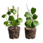 2 Hoya Kerii Hearts Houseplant Live 3-5 Inches Tall, Hoya Plant Live Houseplants, Tropical Indoor Vine Plant for Home, Office, and Gifts
