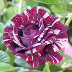 White Purple Climbing Rose Live Plant, 6 Months Old Starter, Fragrant Purple Climbing Roses for Planting Outdoor, No Pot