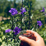 Set 6 of Purple Mexican Petunia Live Plants, Petunia Flower Plants Live from 4 Inc Tall, Shrub Plant Growing Outdoor