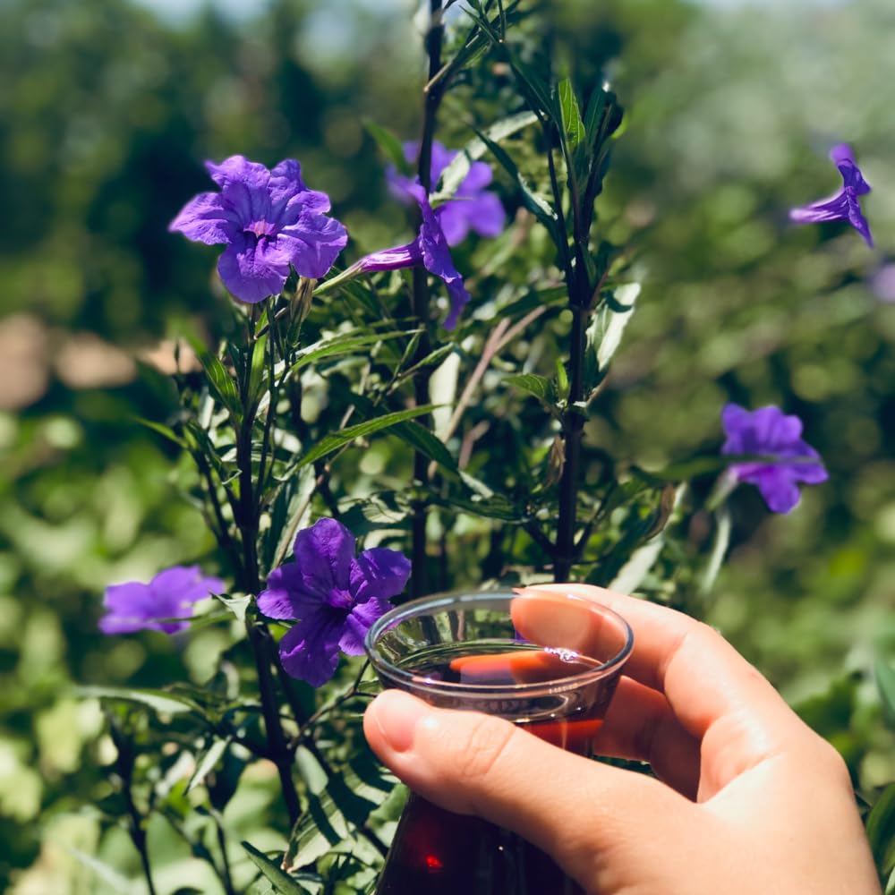 Set 6 of Purple Mexican Petunia Live Plants, Petunia Flower Plants Live from 4 Inc Tall, Shrub Plant Growing Outdoor