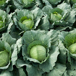 2 Cabbage Plants Live for Planting Outdoor Garden 4 to 6 Inches in 4 Inc Pot