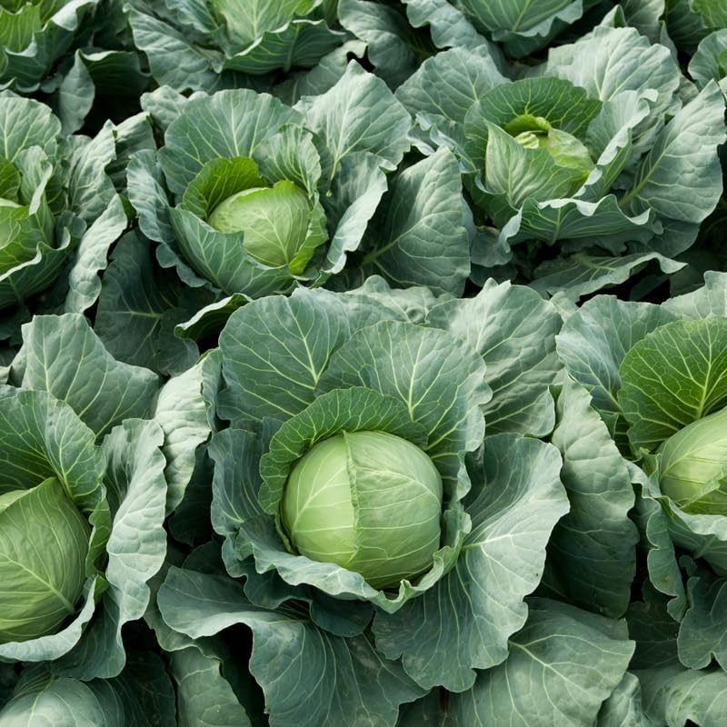 2 Cabbage Plants Live for Planting Outdoor Garden 4 to 6 Inches in 4 Inc Pot