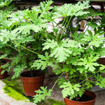 2 Pots Citronella Plants Live, Citronella Geranium Live Plants, 2 Plants per Pot, 4-7 Inch Tall Fragrant Perennial Herbs