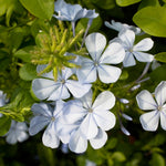 White Plumbago Live Plant, 4-6 Inches Tall in 4 Inch Pot, Plumbago Vine Plant for Planting, Vibrant Flowering Starter Plant
