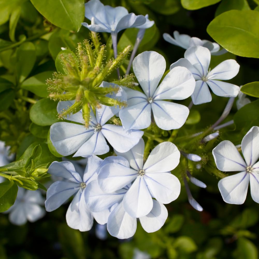 White Plumbago Live Plant, 4-6 Inches Tall in 4 Inch Pot, Plumbago Vine Plant for Planting, Vibrant Flowering Starter Plant