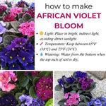 African Violet Live Plant in 4" Pot, Blue African Violets Plants Houseplant Well-Rooted, Indoor Outdoor Blooming, Holiday Flower Bush