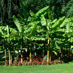 Basjoo Banana Plant Live, 4-6" Tall Well-Rooted for Indoor Tropical Displays, Cold Hardy Banana Fruit Tree