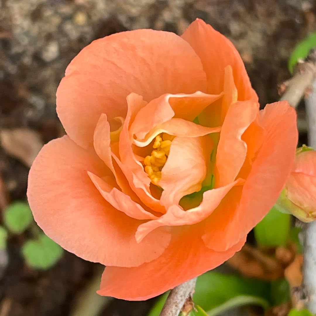 Peachy Flowering Quince Tree Live Plant in 4" Pot, Chaenomeles Japonica Bush Shrub, Well Rooted Plants, Dormant in Winter