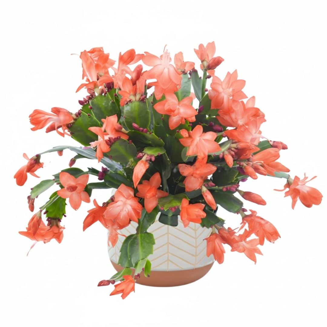 Christmas Cactus Plants Live, Thanksgiving Cactus Easter Cactus Like, 4-8 Inc Tall, Cold Hardy, Holiday Cactus for Indoor Outdoor Planting, Starter Size (Salmon)