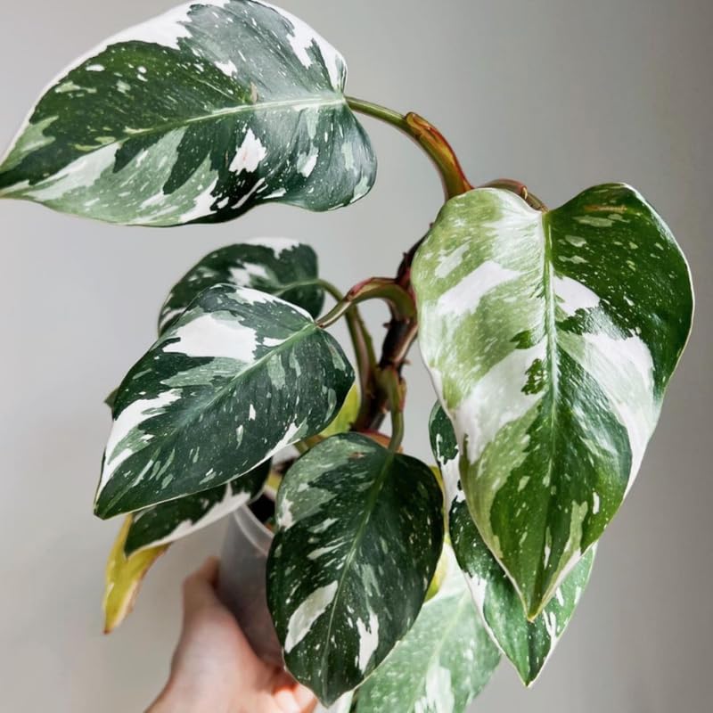 White Princess Philodendron Plant Live Indoor, 5-9" No Pot, Tropical House Plant for Indoor, 5-9" No Pot Home Décor Houseplants