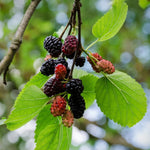Set 2 Mulberry Trees Plants 5 to 8 Inch Height, Sweet Mulberry Plants Live for Planting, Mulberries Fruit to Grow Outdoor, No Pot (Dwarf Everbearing Mulberry)