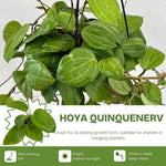 Hoya Quinquenervia Live Plant 3 Inches, Five Veined Hoyas Plant, Trailing Plants for Home Decoration Indoor