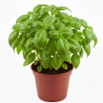 4 Sweet Basil Plants Live, Large Leaf Basil Plants, Basil Herb Plant Indoors Outdoors