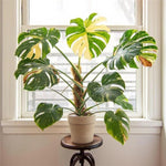 Rare Monstera Plant, Monstera Live Plant Fully Rooted, Ready to Grow Philodendron 4-8 Inches, Live Houseplants, Indoor Plants (Thai Variegated Monstera)