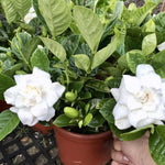 3 Cape Jasmine Plants Live, 4 to 7 Inc in Height, Frost Proof Gardenia Plant Jasmine Live Plant Climbing Flower Perennial