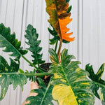 Fire Philodendron Plant Live, Rare Tropical Variegated Live Indoor Houseplant, Starter Plants No Pot, 5-9" in Tall