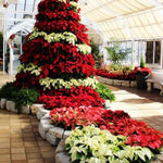 AVERAR Random Poinsettia Plant Live 4-8 Inches, Vibrant Poinsettia Flowers for Holiday, Live Indoor Houseplant, No Pot