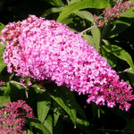 Pack 2 Butterfly Bush Live Plant, Fragrant Buddleia Shrub, 4-9 Inch Height, Vibrant Blooms for Landscaping (Pink Butterfly)