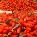 Live Goji Berry Plant, 4-8 Inches Tall, Goji Berry Plant Live, Well Rooted Berry Bush for Backyard and Home Gardens