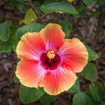 Hibiscus Plants Live, Hibiscus Plants Live, Easy to Plant, 7 to 13 Inch Tall, Hibiscus Tree Live Plant, Perennial Flower Tree, Sunset Hibiscus