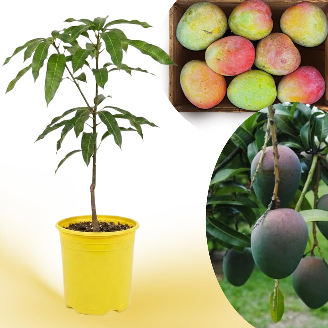 Kent Mango Tree Live Plant, 8–12 Inch Tall in Pot, Sweet Hardy Mango Seedling Variety for Planting, Outdoor Fast-Growing
