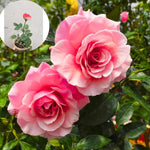 Pearly Gates Peachy Climbing Rose Live Plant, 6 Months Old Starter, Fragrant Purple Climbing Roses for Planting Outdoor, No Pot