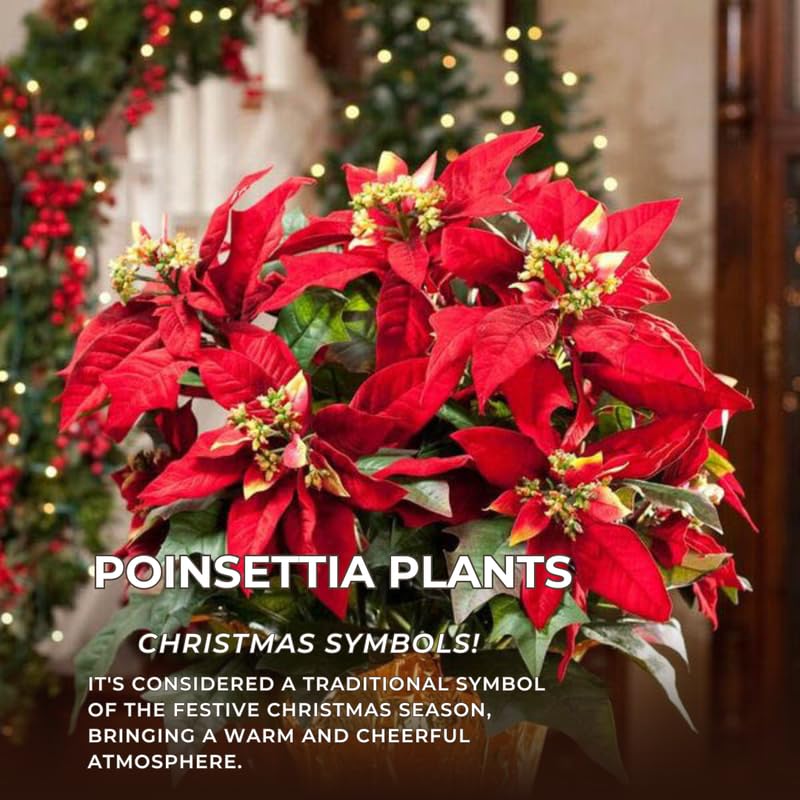 Yellow Pink Poinsettia Plant Live 4-8 Inches, Vibrant Poinsettia Flowers for Holiday, Live Indoor Houseplant, No Pot