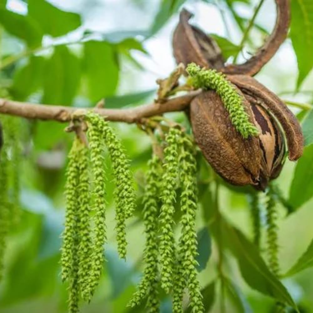 Set 2 Pecan Nut Trees Live Plants, Pecan Bare Roots for Planting 12 to 16 Inch Tall, Winter Dormant