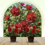 Live Rose of Sharon Plant 6-13" Tall, Althea Hibiscus Bush Well Rooted, Hardy Fragrant Hibiscus Syriacus Flowering Plant - Red Blooms