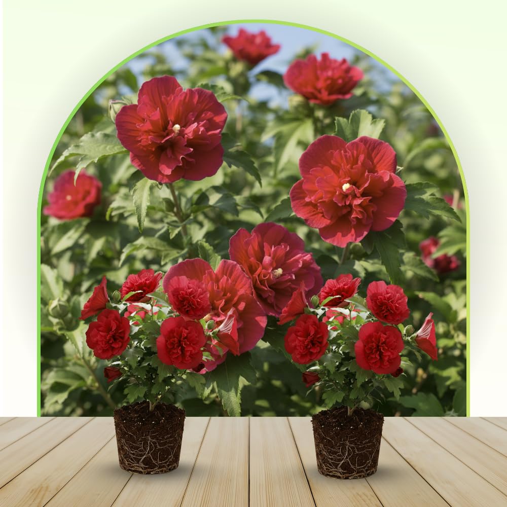 Live Rose of Sharon Plant 6-13" Tall, Althea Hibiscus Bush Well Rooted, Hardy Fragrant Hibiscus Syriacus Flowering Plant - Red Blooms