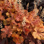 Pack 3 Heuchera Plants Live, Coral Bells Plants 4-7” Tall for Shade Gardens, Borders, Pots, Heuchera Perennials Seedlings (Red Orange Yellow Heuchera)