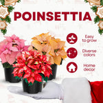 2 Poinsettia Plants Live, Assorted Poinsettia Flowers Christmas Decorations, Holiday Houseplant, Poinsettias Trees Plants, No Pot, 5-9" Tall