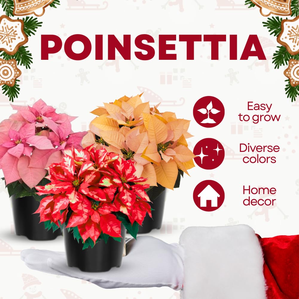2 Poinsettia Plants Live, Assorted Poinsettia Flowers Christmas Decorations, Holiday Houseplant, Poinsettias Trees Plants, No Pot, 5-9" Tall