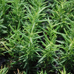 6 Live Blue Rosemary Plants, 5-7 Inch Tall Culinary Herb Shrubs for Planting, Outdoor or Indoor Home Garden