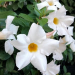 2 White Mandevilla Bush Plants, 5 to 7 Inc in Height, Mandevilla Live Plant, Mandevilla Plants Live