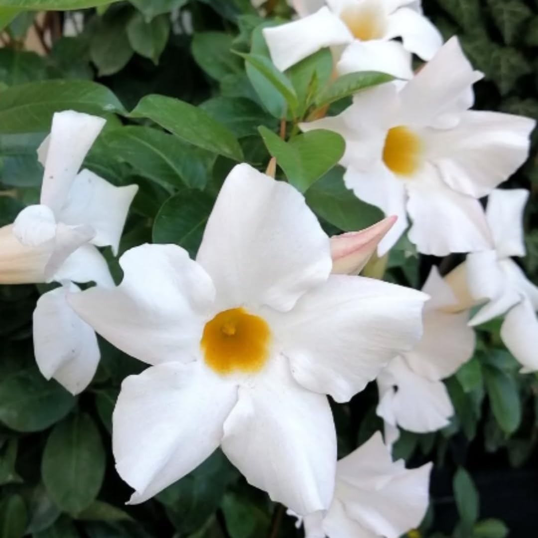 2 White Mandevilla Bush Plants, 5 to 7 Inc in Height, Mandevilla Live Plant, Mandevilla Plants Live