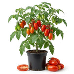 Red Tomato Plant Live, Red Fruit, Tomato Vegetable Plant Live for Outdoors Gardening, 4-6 Inches Tall in 4 Inch Pot