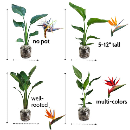 1 Assorted Bird of Paradise Live Plant, Vibrant Tropical Houseplant Flowers Strelitzia Reginae Size 5 to 9 Inc Tall, No Pot, Well-Rooted, Hardy