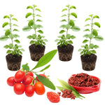 Goji Berry Plant Bush Live, Size 4-6", 5 Months Old for Planting, Goji Berry Ready to Plant, Goji Berries Tree Plant Live