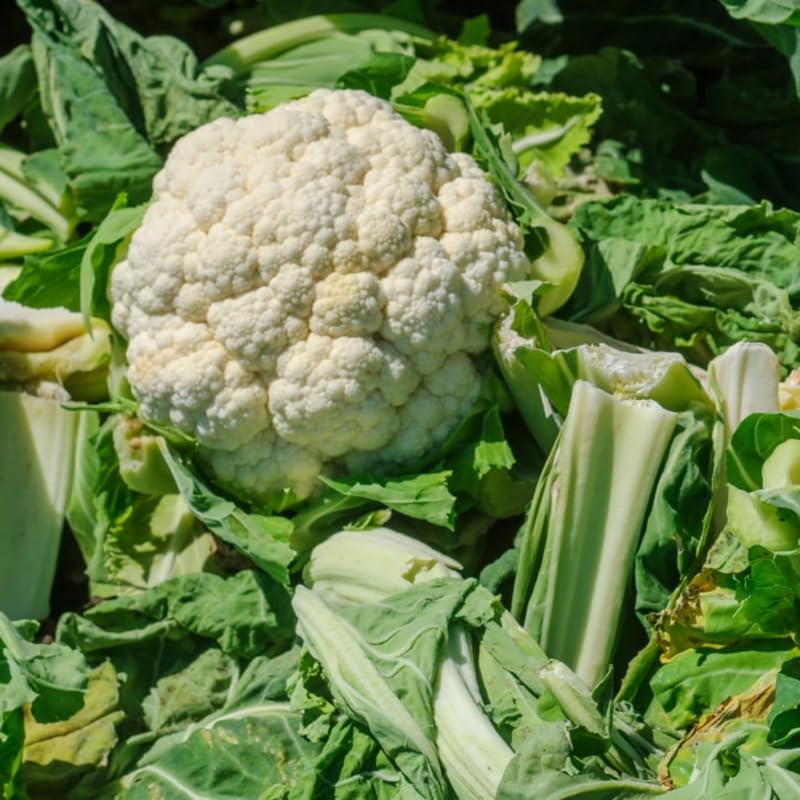 Cauliflower Plant Live in 4'' Pot, Cauliflower Vegetables Ready to Grow, Starter Plants 4-6 Inch Tall, 2 Plants per Pot