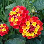 4 Colorful Perennial Lantana Trees Live Plants, Red Blooms, Hardy and Long Blooming Seasons, Fragrant, 5-10" in Tall, Full Sun Growing