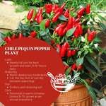 Pequin Pepper Plants Live for Planting, in 4" Pot, Hot Chili Pepper for Indoor and Outdoor Growing