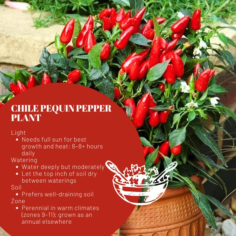 Pequin Pepper Plants Live for Planting, in 4" Pot, Hot Chili Pepper for Indoor and Outdoor Growing