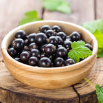 Consort Black Currant Tree Live Plant for Growing, 1 Year Old, Currant Berries Fruit Tree, Currant Plant Live for Planting Your Garden, Currant Bush Live Plant