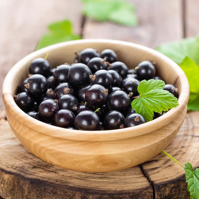 Consort Black Currant Tree Live Plant for Growing, 1 Year Old, Currant Berries Fruit Tree, Currant Plant Live for Planting Your Garden, Currant Bush Live Plant