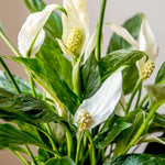 Peace Lily Live Plant, Indoor Flowering Plants 4-8 Inches, Office and Home Decoration