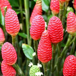 2 Zingiber Zerumbet Shampoo Ginger Plants, Awapuhi Hawaiian Ginger Live Plants 4-7 Inches, Red Ginger Lily for Planting