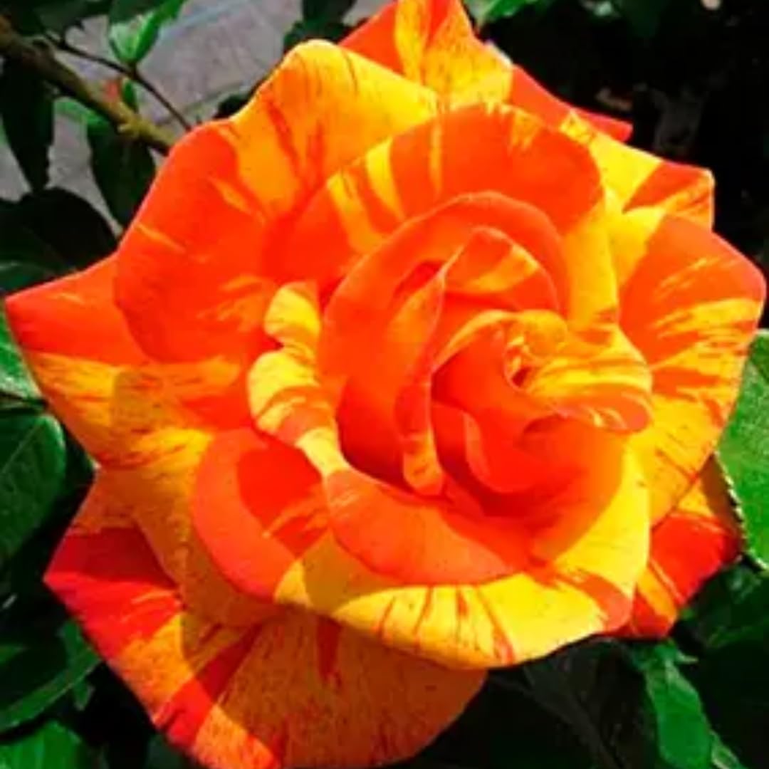 Climbing Rose Live Plant, 6 Months Old Starter, Fragrant Purple Climbing Roses for Planting Outdoor, No Pot (Dark Night)