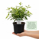 Snowball Plant Live 7-12 Inch Tall, Snowball Bush Live Shrub 4 Inch Pot, Viburnum Flowering Plant for Outdoor Garden, No Pot