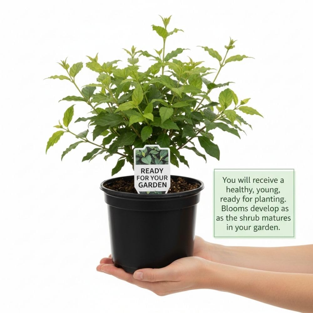 Snowball Plant Live 7-12 Inch Tall, Snowball Bush Live Shrub 4 Inch Pot, Viburnum Flowering Plant for Outdoor Garden, No Pot